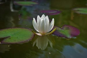 water-lily-1533183_960_720
